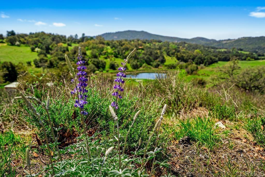 25677 Mesa Grande Road Santa Ysabel, CA 92070 - Photo 5 of 28 a view of a lush green field with lots of bushes