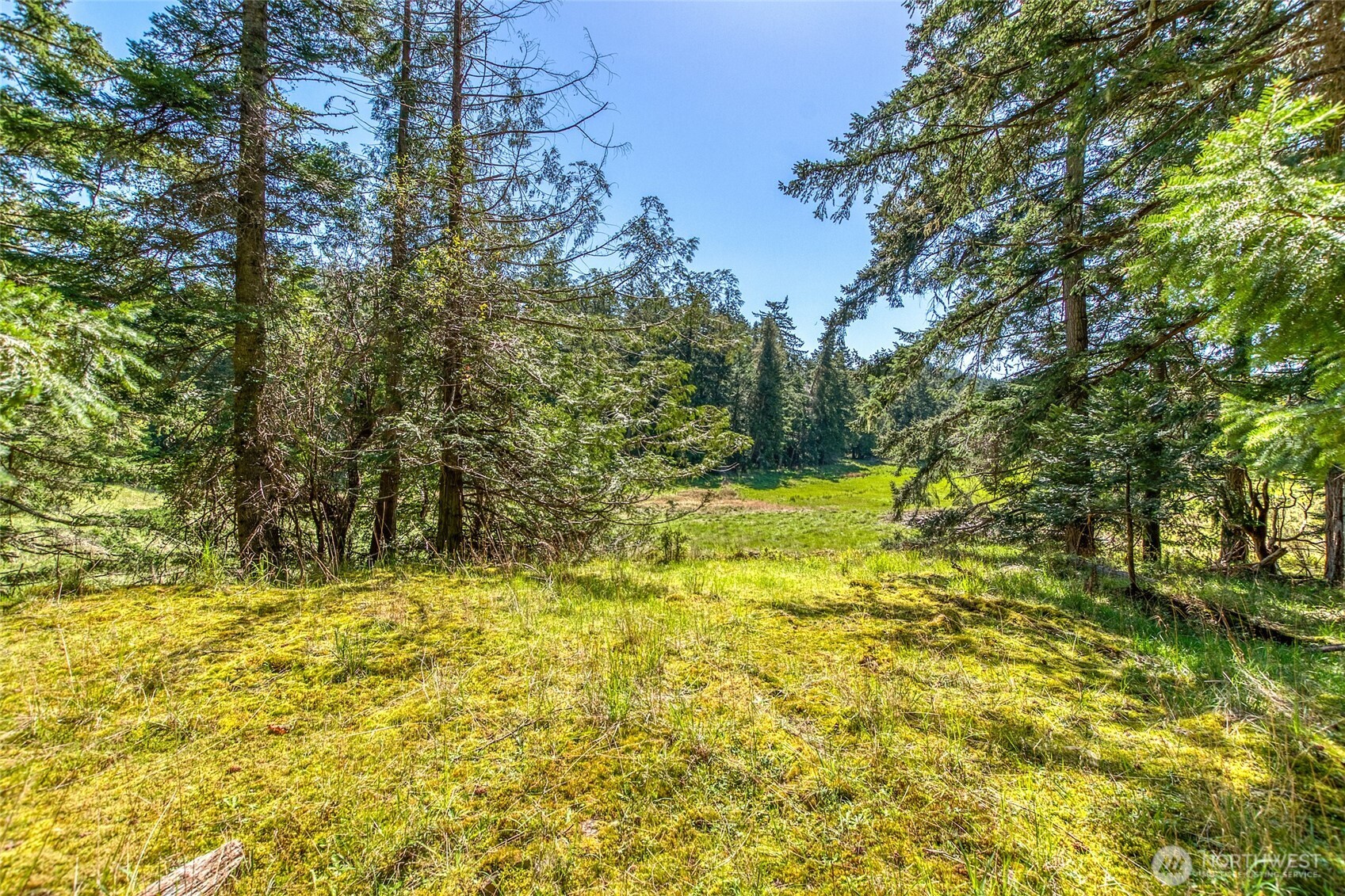 0 Tibbs Road Shaw Island, WA 98286 - Photo 11 of 36 a view of a yard with an trees