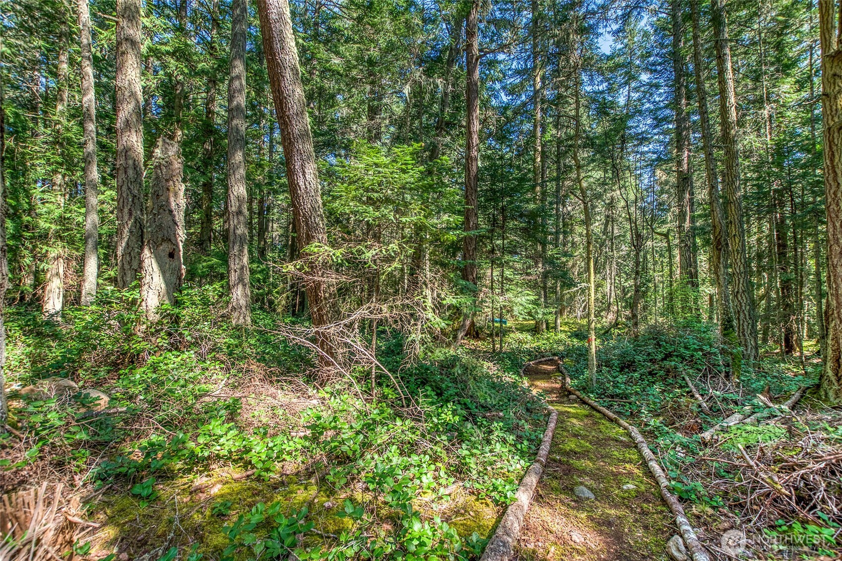 0 Tibbs Road Shaw Island, WA 98286 - Photo 20 of 36 a view of forest