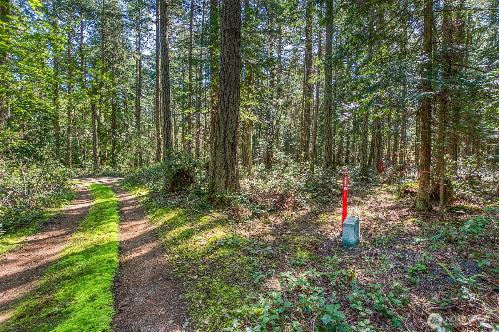 0 Tibbs Road Shaw Island, WA 98286 - Photo 26 of 36 a view of a park with large trees