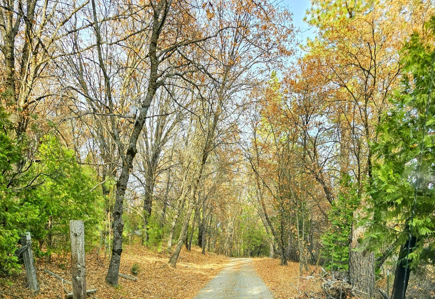 250 Acorn Way West Point, CA 95255 - Photo 22 of 32 a view of a yard with trees