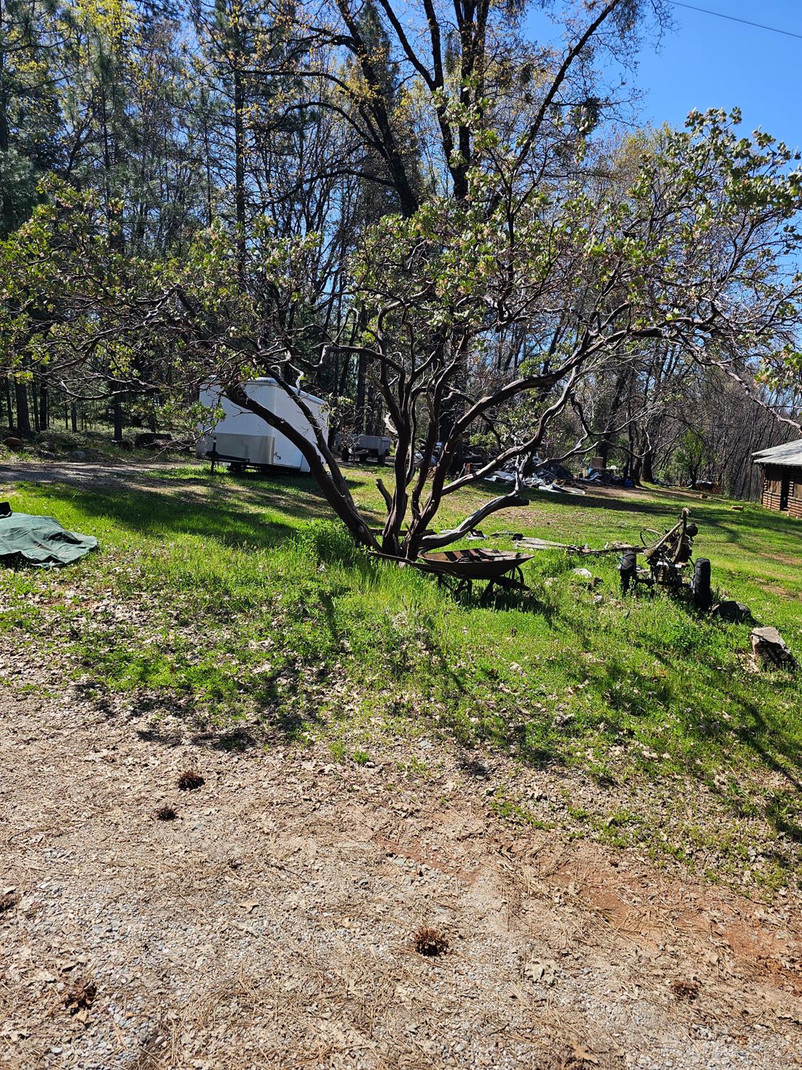250 Acorn Way West Point, CA 95255 - Photo 23 of 32 a view of a garden with a tree