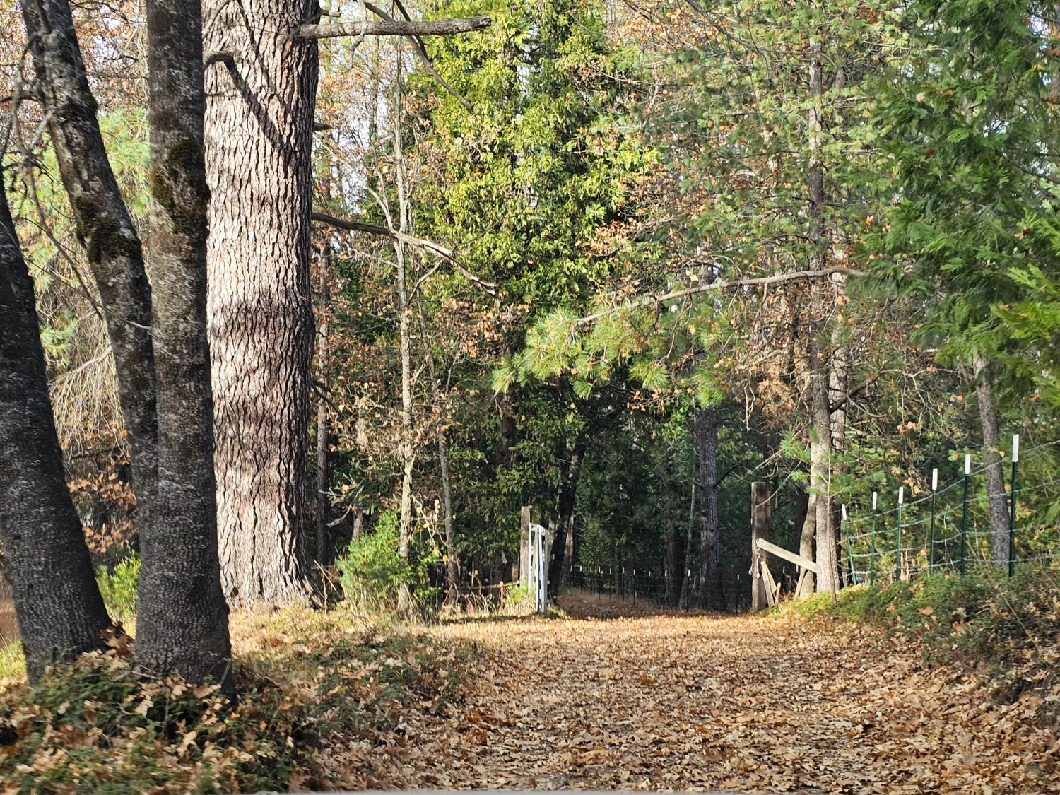 250 Acorn Way West Point, CA 95255 - Photo 25 of 32 a view of a yard with plants and trees