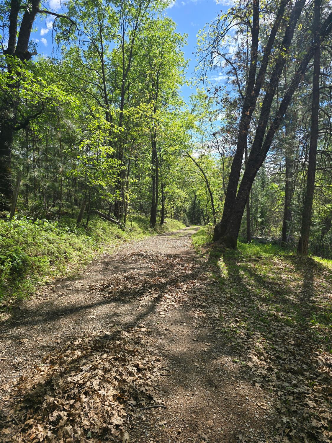 250 Acorn Way West Point, CA 95255 - Photo 31 of 32 a big yard with lots of green space and house in the back