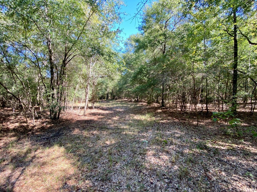 0 Clubhouse Road Coleman, GA 39836 - Photo 11 of 33 Gallery Image 11
