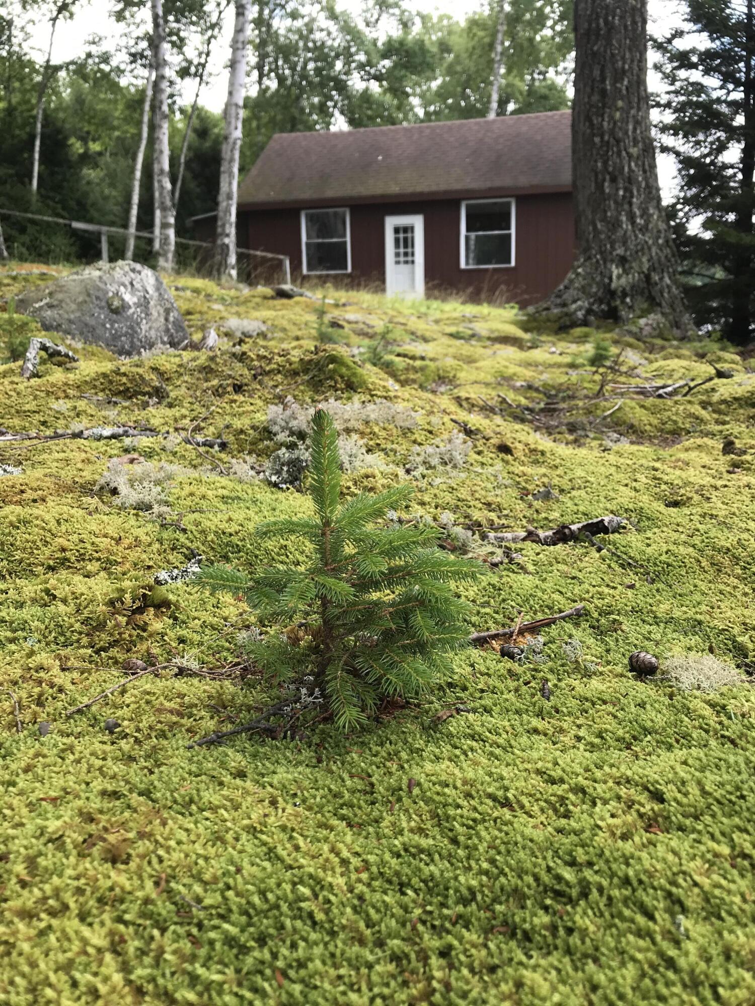 0 Walker Brook Road Vanceboro, ME 04491 - Photo 37 of 64 IMG_1625