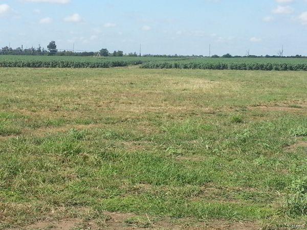 1201 Lawrence Sikeston, MO 63801 - Photo 4 of 4