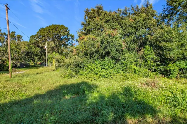 a view of a lush green forest