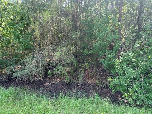 Lot 3 Bill Nelson Road Wewahitchka, FL 32465 - Photo 3 of 6