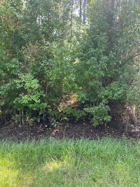 Lot 3 Bill Nelson Road Wewahitchka, FL 32465 - Photo 4 of 6
