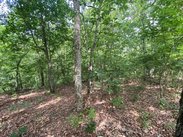 a view of a forest with trees in the background