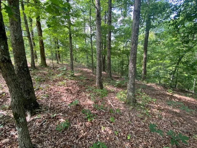 a view of a forest with trees in the background