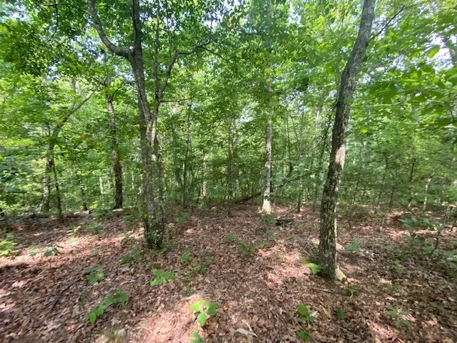 a view of a forest with trees in the background