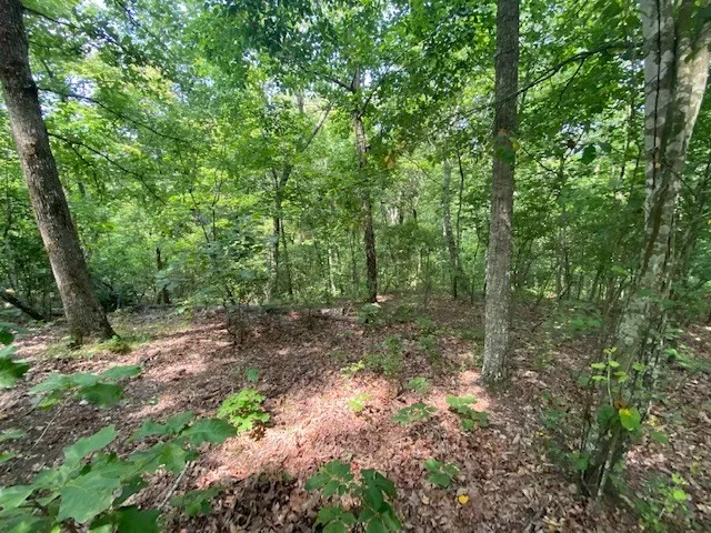 a view of a forest with trees