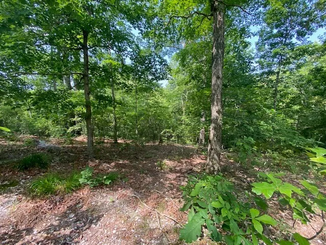 a view of a forest with trees in the background