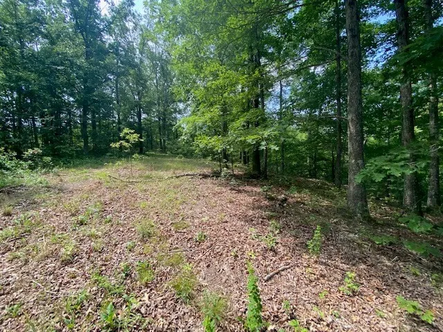 a view of a yard with plants and large trees