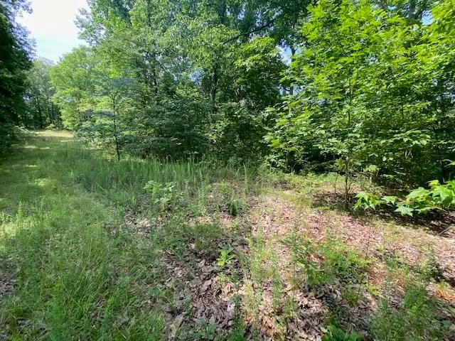 a view of a garden with a lake