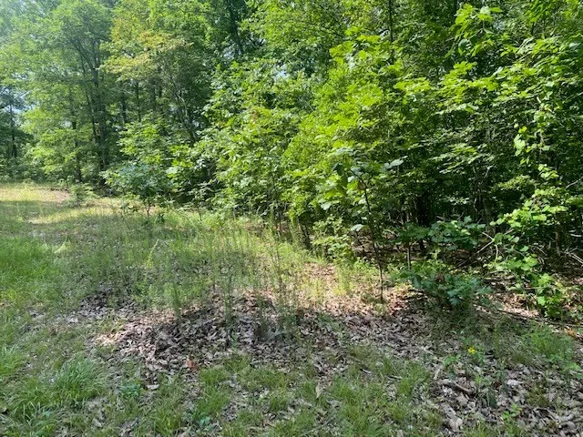 a view of a lush green space