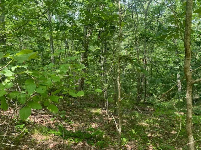 a view of a lush green forest