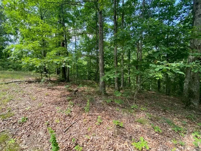 a view of a forest with trees in the background