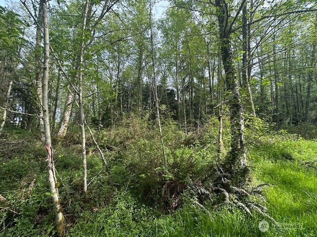 13 Ander Park Road Freeland, WA 98249 - Photo 15 of 19 a view of forest