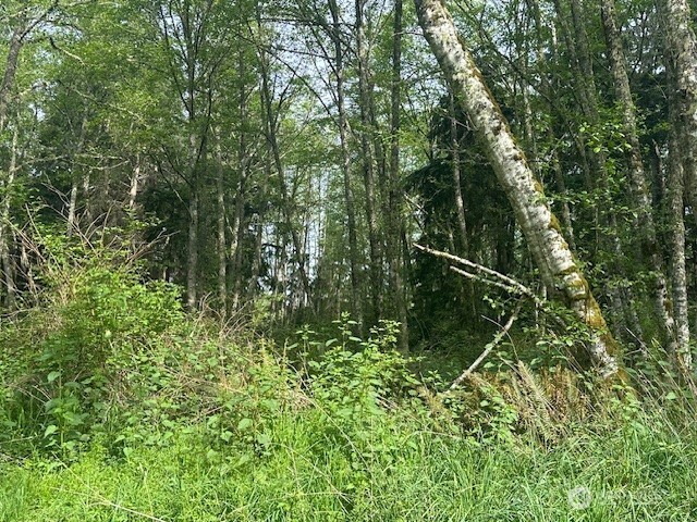 13 Ander Park Road Freeland, WA 98249 - Photo 9 of 19 a view of a forest with a tree