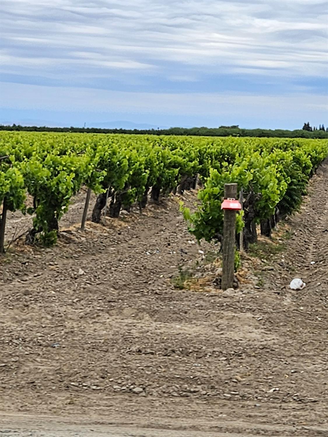 27295 Ave 7 Madera, CA 93637 - Photo 4 of 7 a view of a yard with a sink