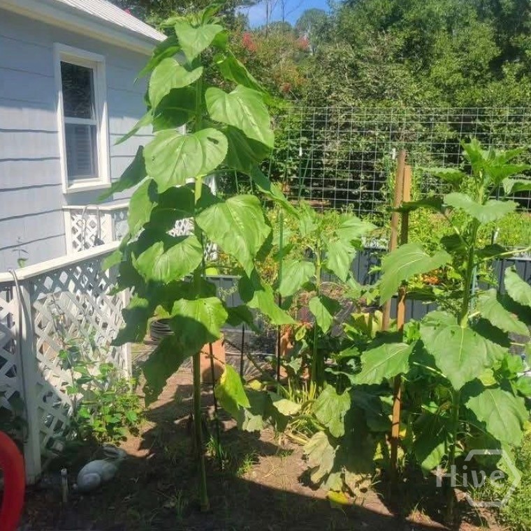 26 Nancy Place Savannah, GA 31406 - Photo 47 of 58