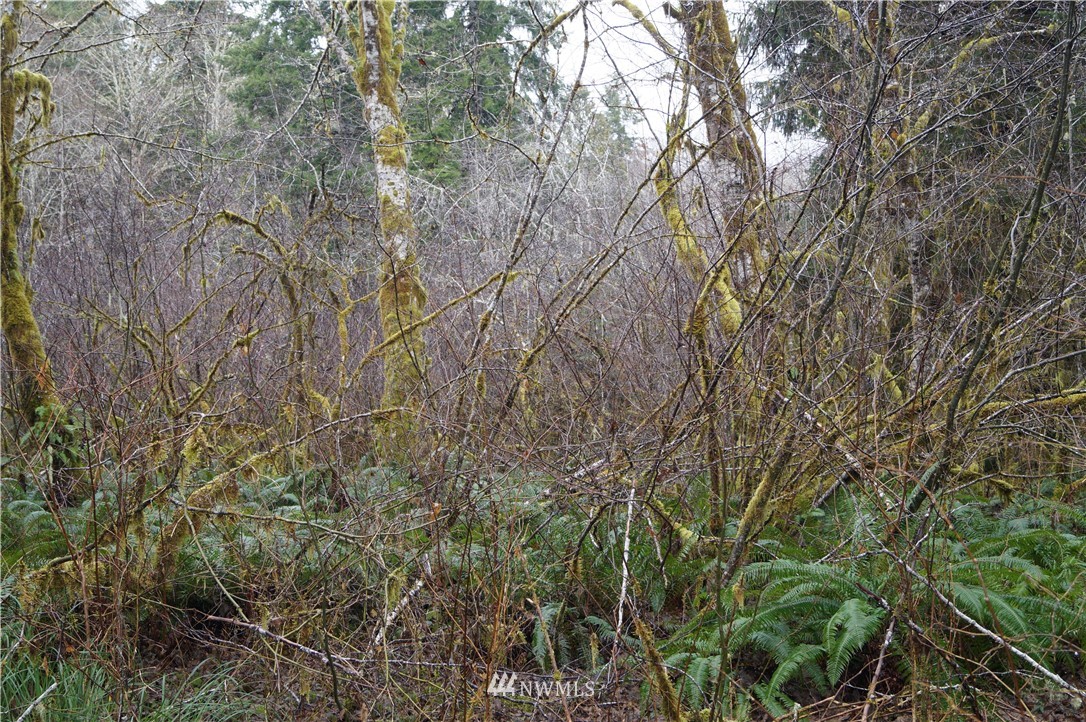 551 West River Run Road Elma, WA 98541 - Photo 4 of 12 Gallery Image 4