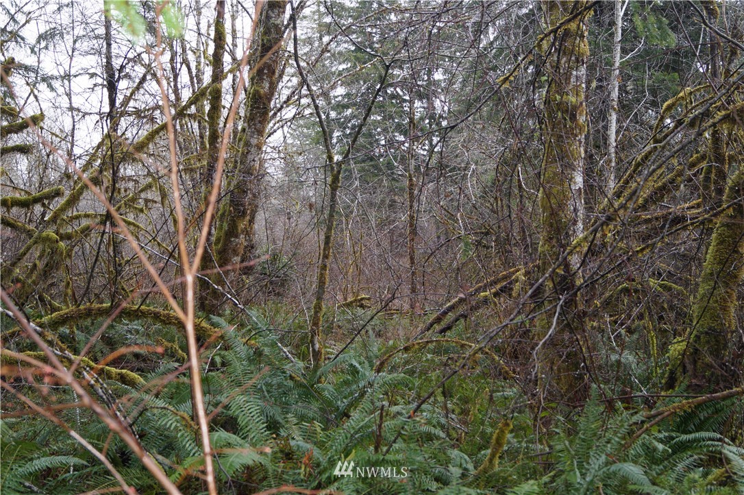 551 West River Run Road Elma, WA 98541 - Photo 5 of 12 Gallery Image 5