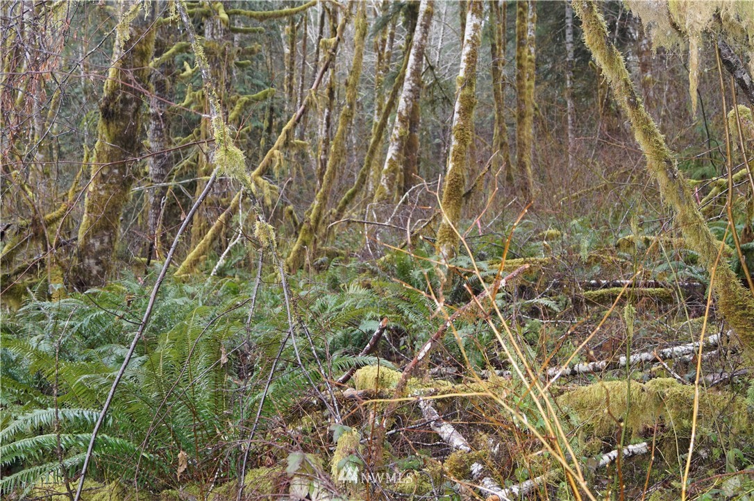 551 West River Run Road Elma, WA 98541 - Photo 6 of 12 Gallery Image 6