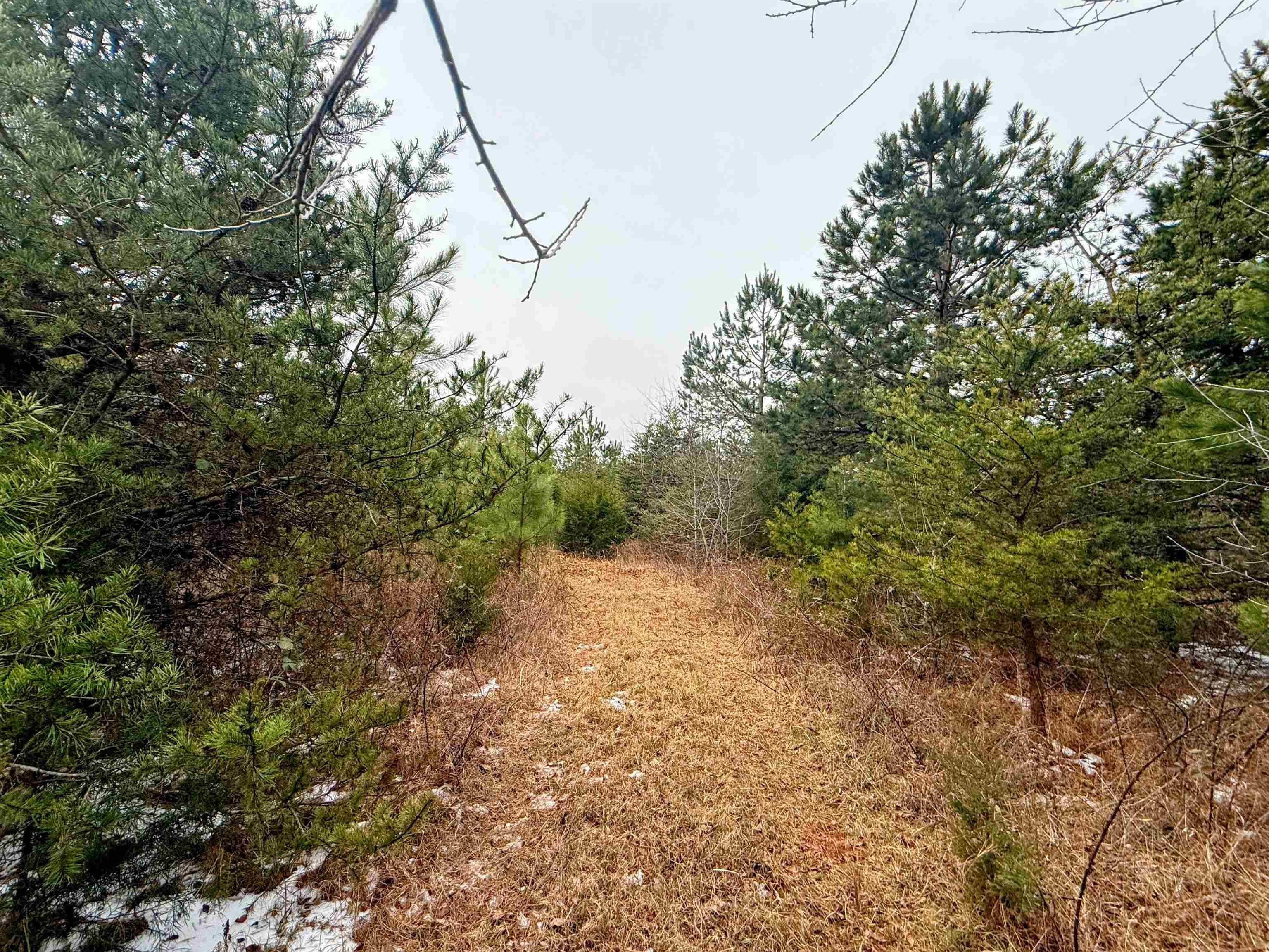 0 Peachtree Road Chesnee, SC 29323 - Photo 2 of 9