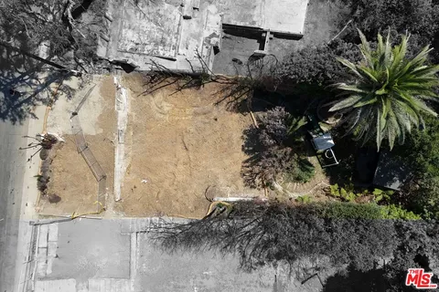a view of a yard with plants and large trees