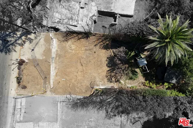 a view of a yard with plants and large trees