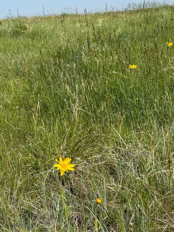 Tbd U Bet Road Buffalo, MT 59418 - Photo 7 of 30 Gallery Image 7