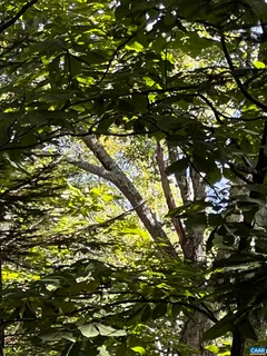 a view of a forest with a tree