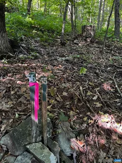 a view of a lush green forest