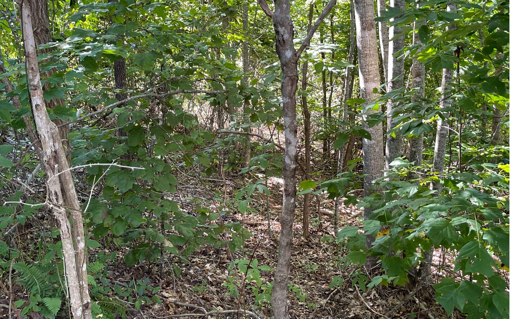 17 Ramey Mountain Road Hiawassee, GA 30546 - Photo 3 of 15 Additional View
