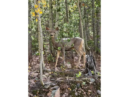 $410,000 | 246 Panamint Way, Red Feather Lakes, CO 80545