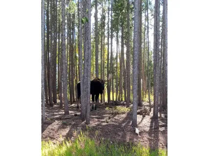 $410,000 | 246 Panamint Way, Red Feather Lakes, CO 80545