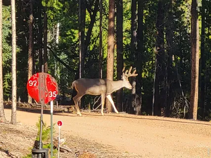 $410,000 | 246 Panamint Way, Red Feather Lakes, CO 80545