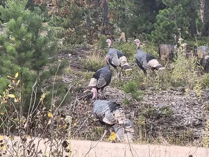 $410,000 | 246 Panamint Way, Red Feather Lakes, CO 80545