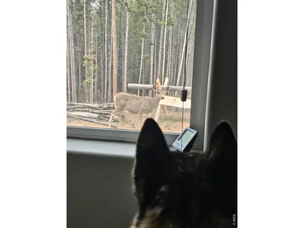 $410,000 | 246 Panamint Way, Red Feather Lakes, CO 80545