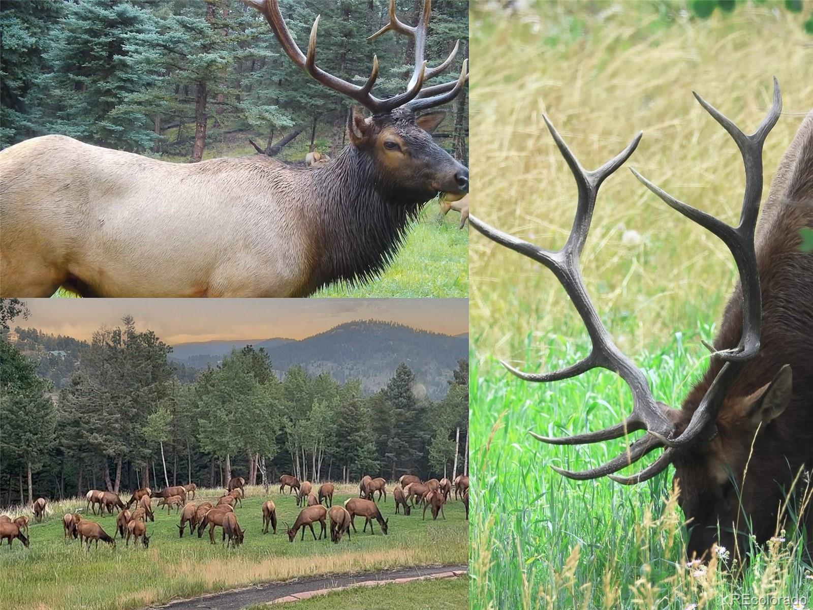 26543 Richmond Hill Road Conifer, CO 80433 - Photo 32 of 37