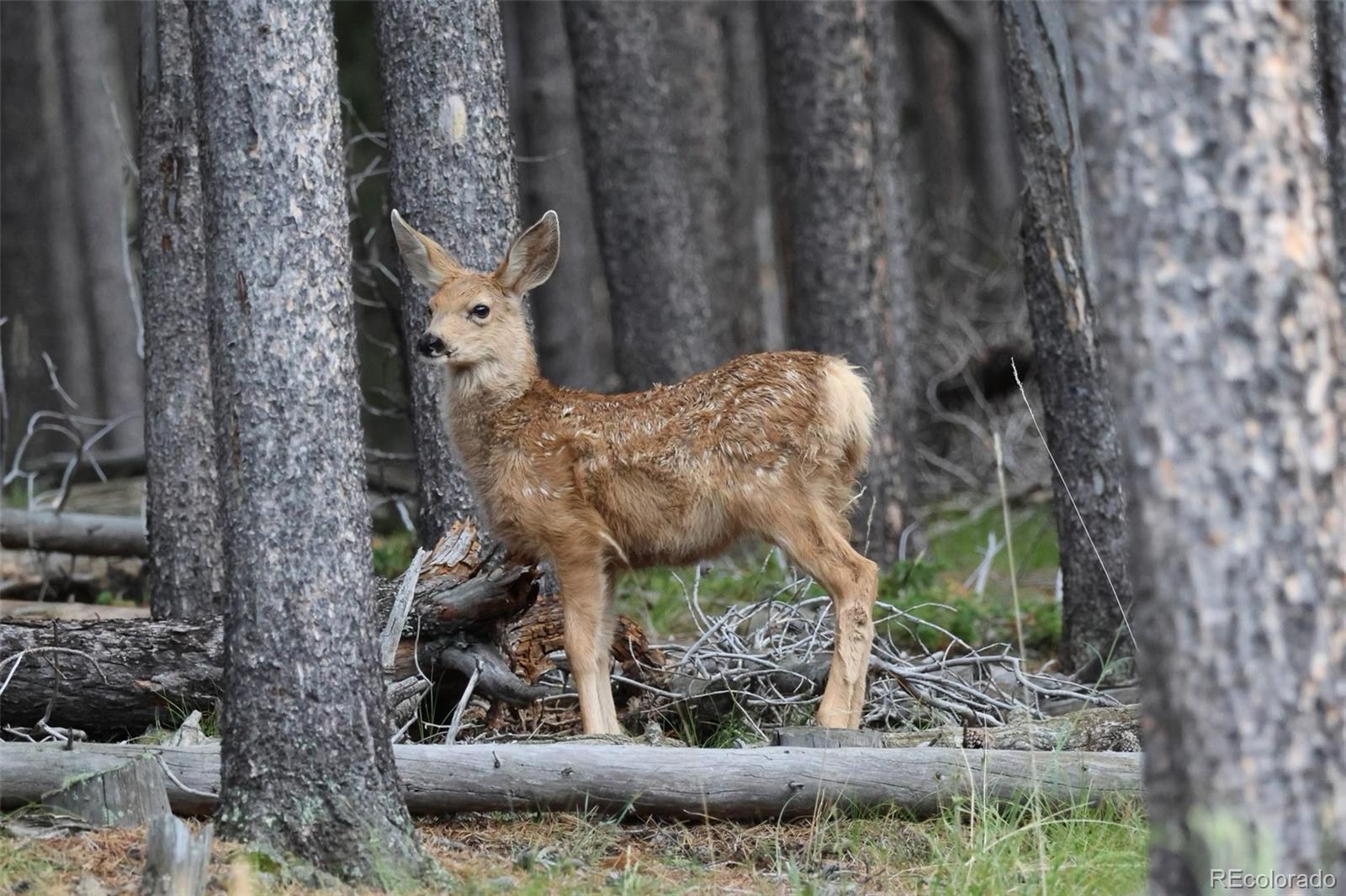 26543 Richmond Hill Road Conifer, CO 80433 - Photo 33 of 37