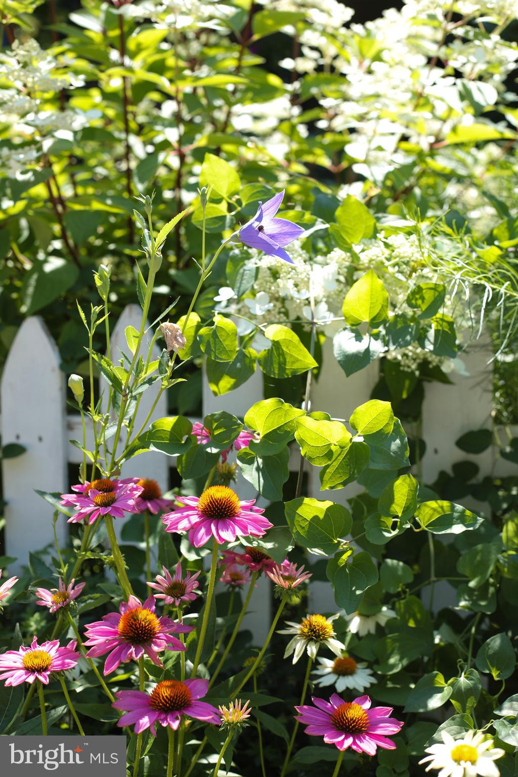 200 East Gravers Lane Philadelphia, PA 19118 - Photo 53 of 57 Photo From the Summer Garden