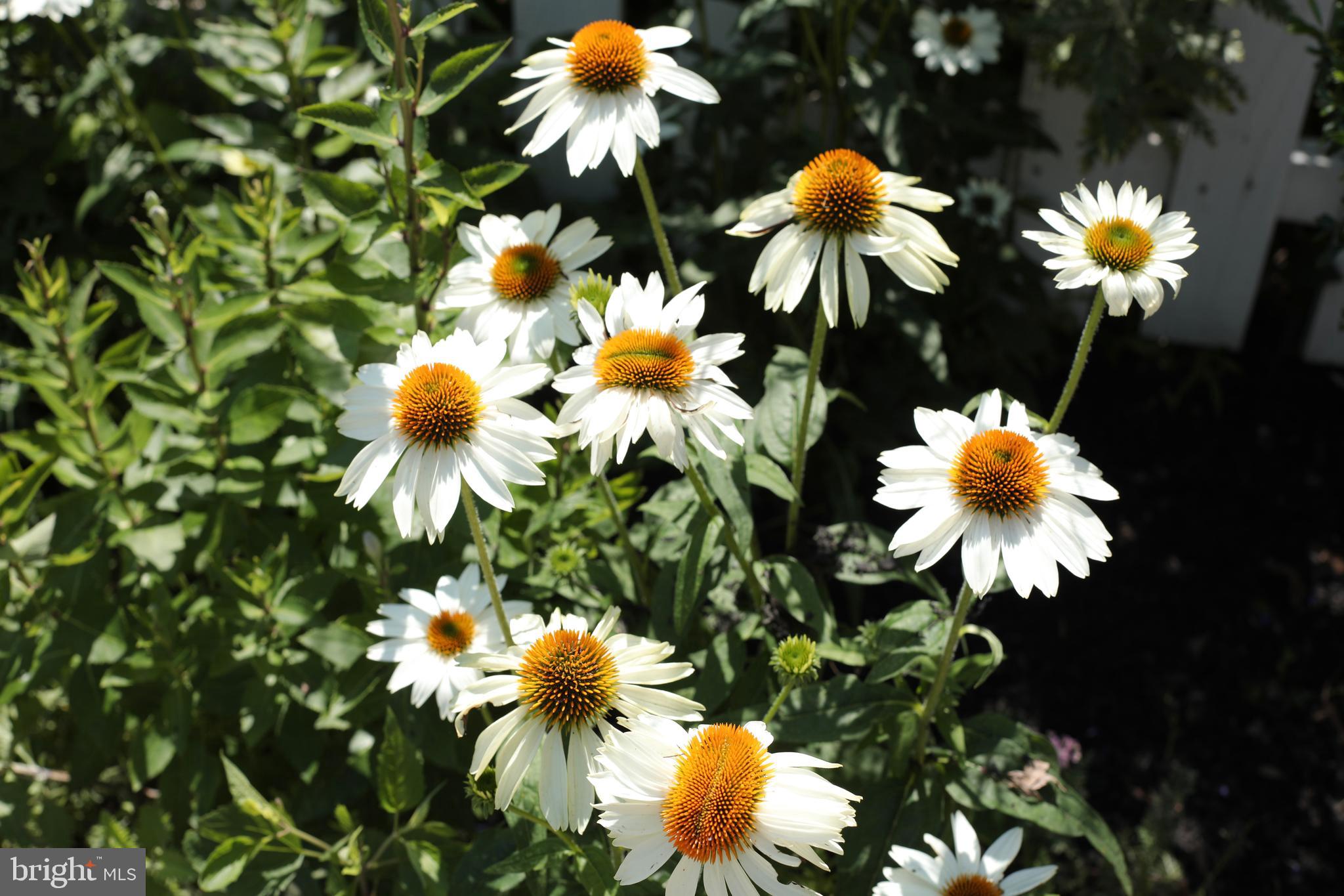 200 East Gravers Lane Philadelphia, PA 19118 - Photo 54 of 57 Photo From the Summer Garden