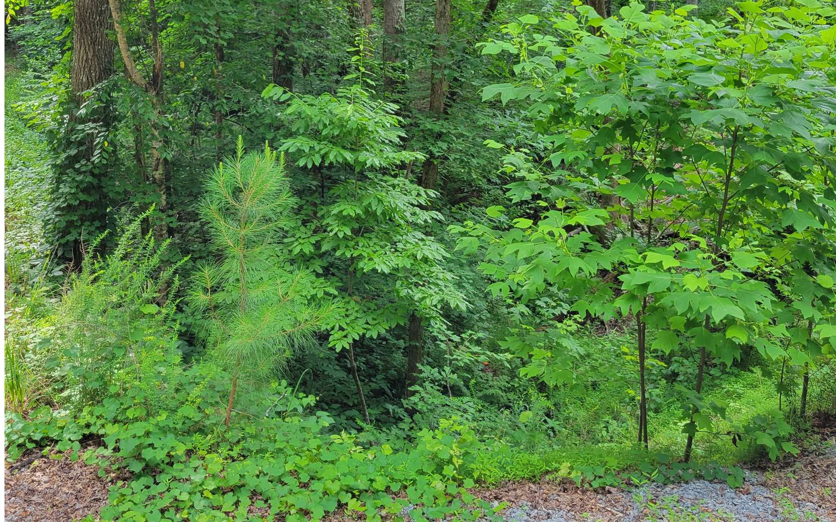 Longbranch Ranger, GA 30734 - Photo 3 of 7 Additional View