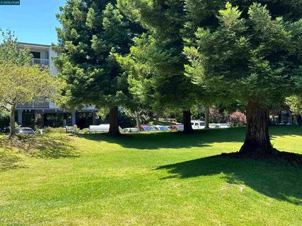 a view of a swimming pool with lawn chairs and a large tree
