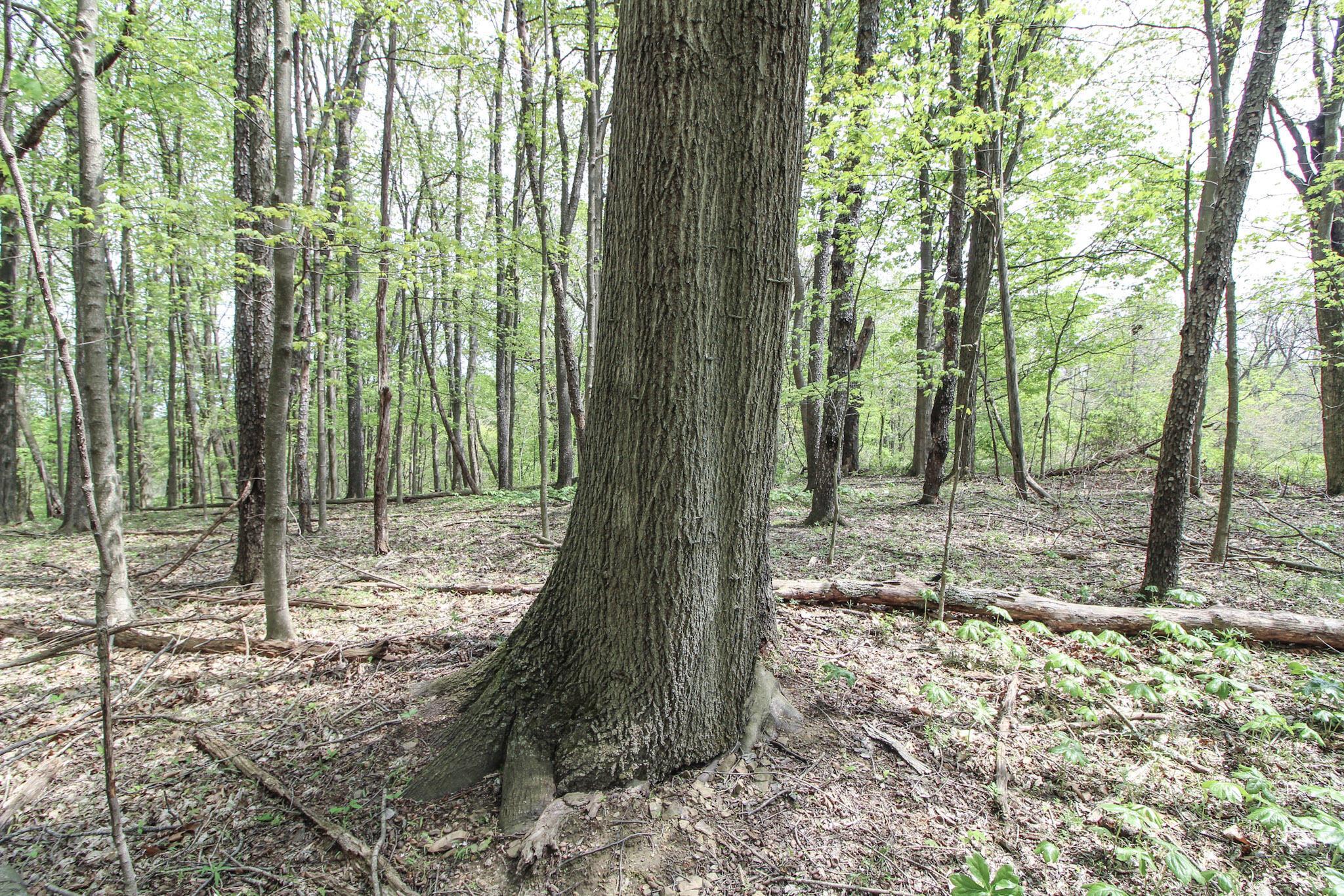 0 Norris Road Tippecanoe, OH 44699 - Photo 14 of 14 13-IMG_9727